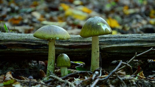 Amanita mushroom forest