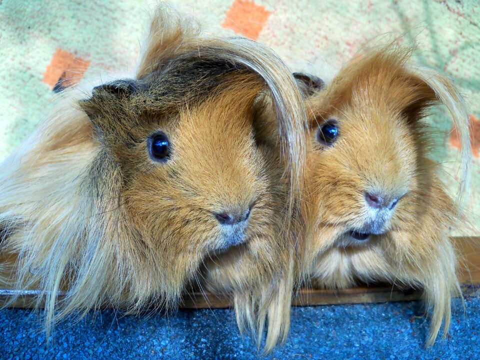 The guinea pig guinea pig guinea pig peruvian