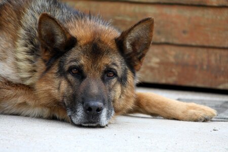Canido pet domestic