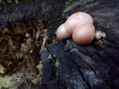 Mushroom woody mouldering stump