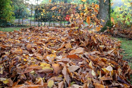 Gardening chestnut leaves seasons