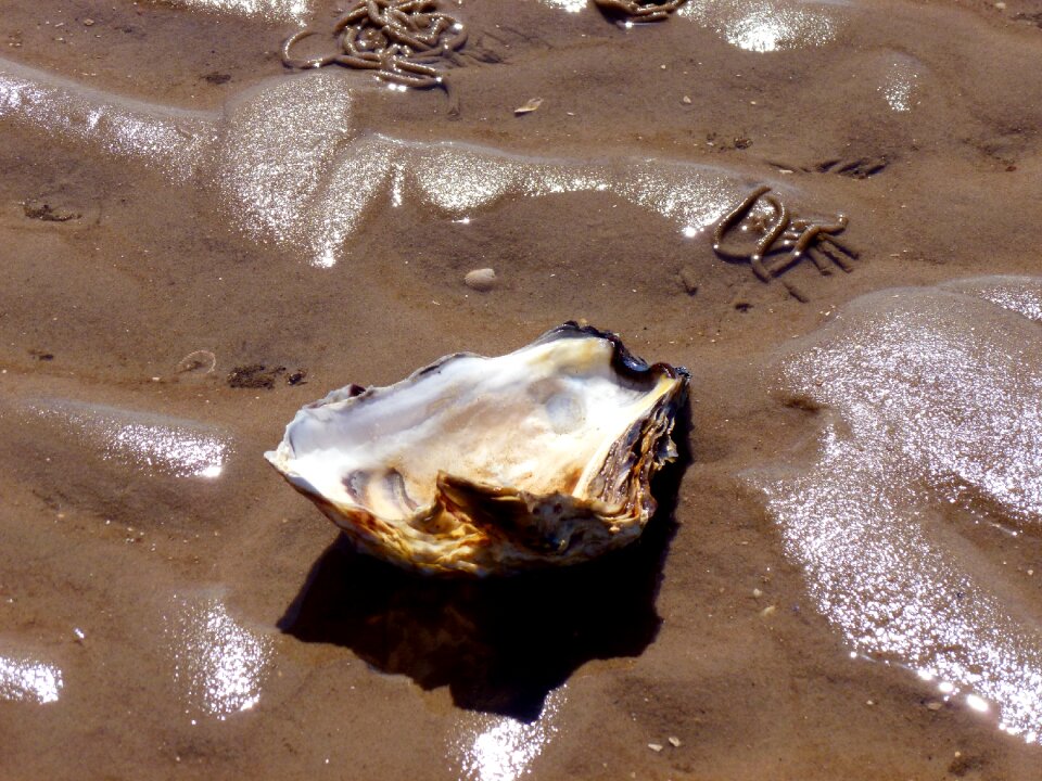 Shell sea animals nature