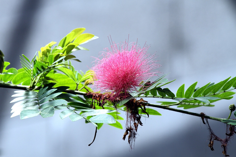 Flowers nature plant