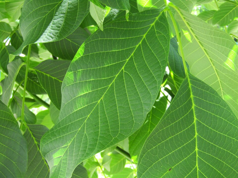 Closeup plant foliage