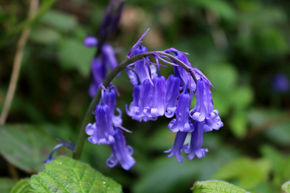 Wood spring nature photo