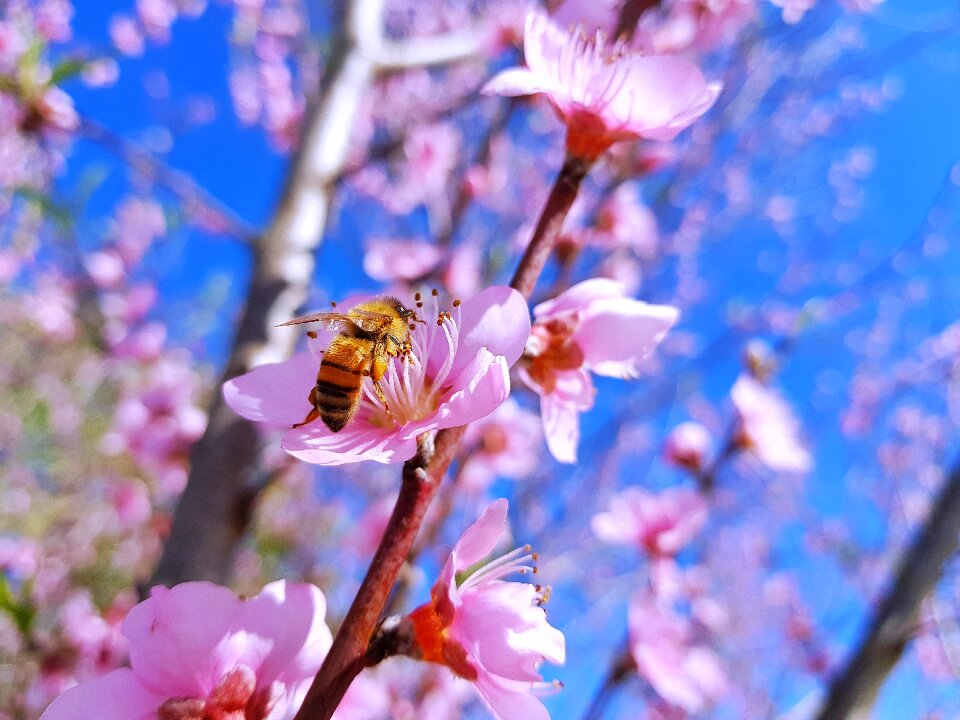 New zealand bee