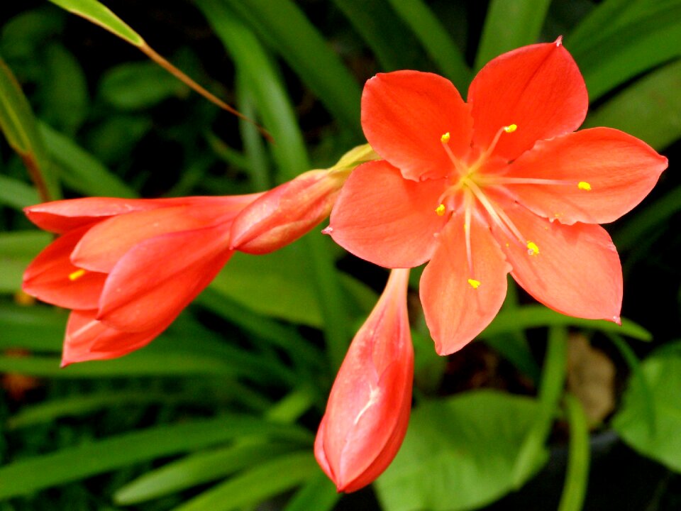 Pistils petals sucking
