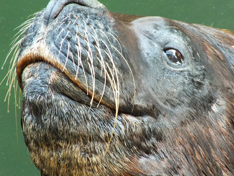 Animal aquatic marine