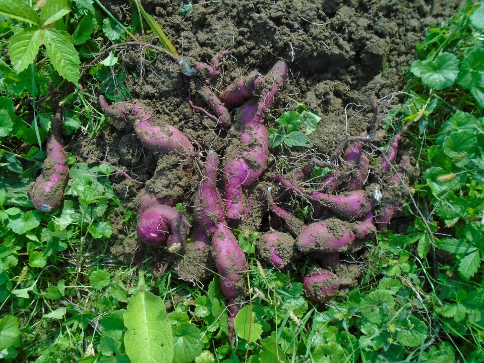 Vegetables crop plant