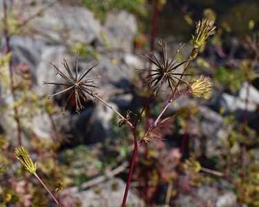 Allergen plant nature