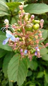 Green blue flower