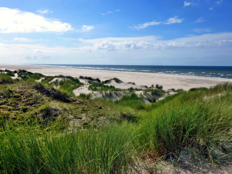 Nature north sea dune vegetation