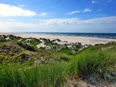 Nature north sea dune vegetation photo