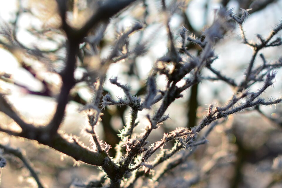 Landscape cold plants
