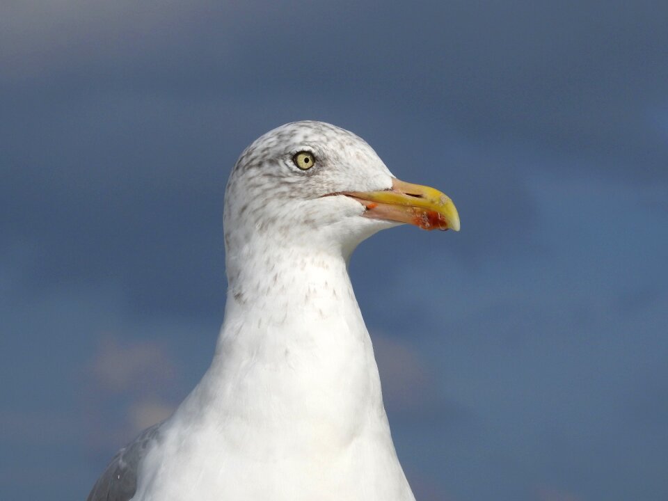 Water bird close up sea