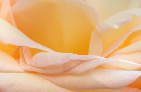 Floral nature blossom
