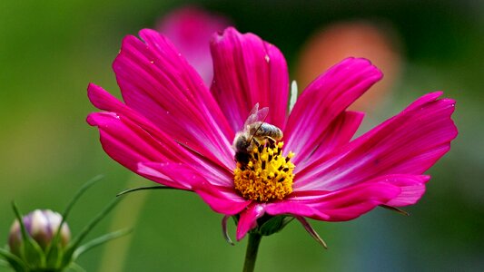 Flower flowers bee photo