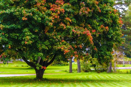 Fall colourful