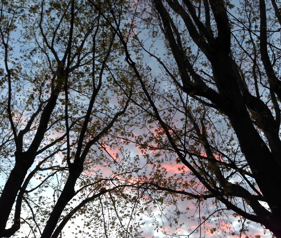Trees sky evening