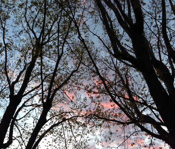 Trees sky evening