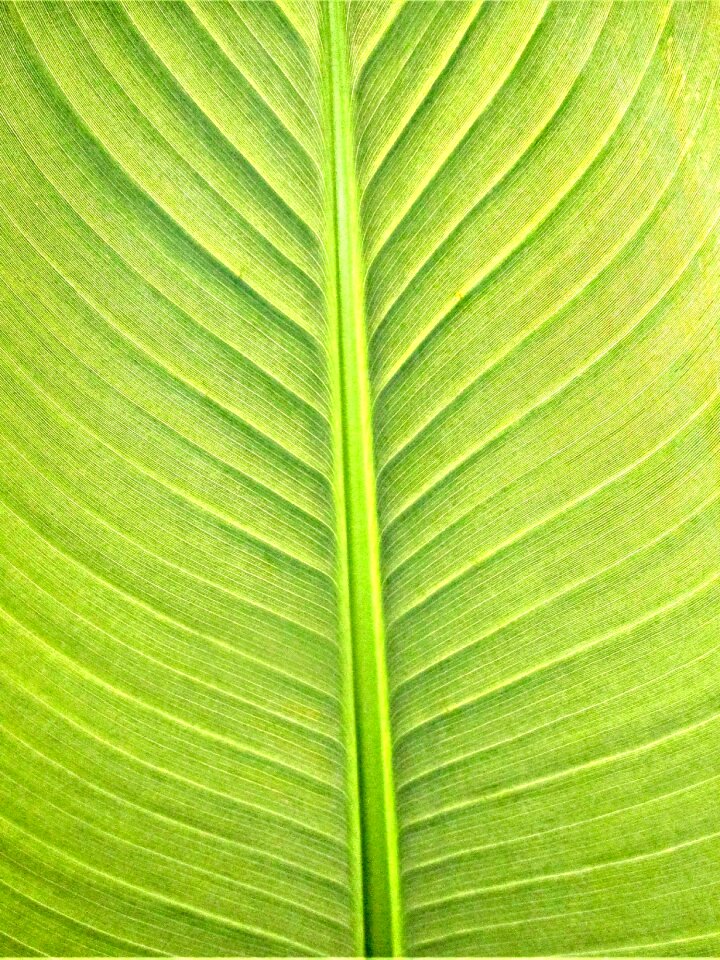 Texture green banana