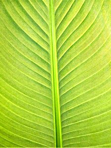 Texture green banana