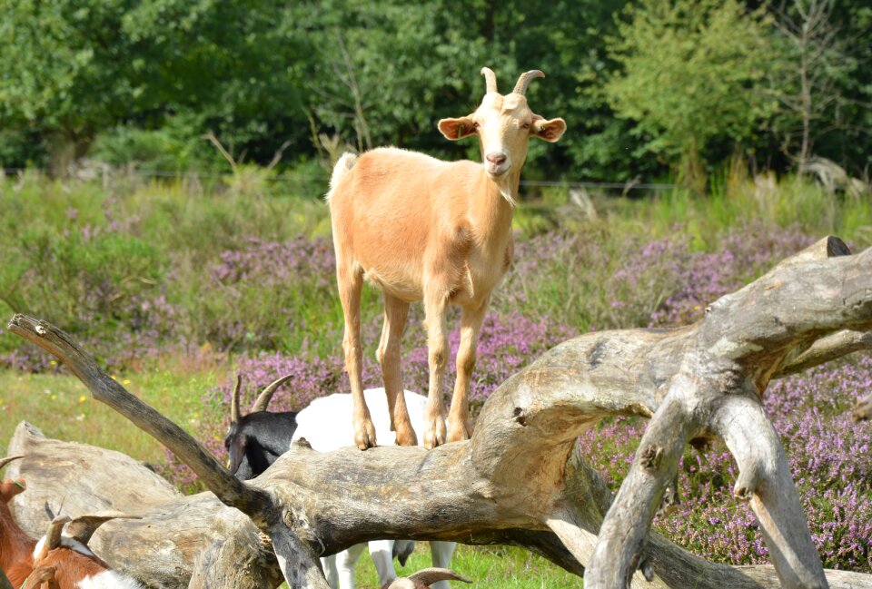 Pillar animal domestic goat