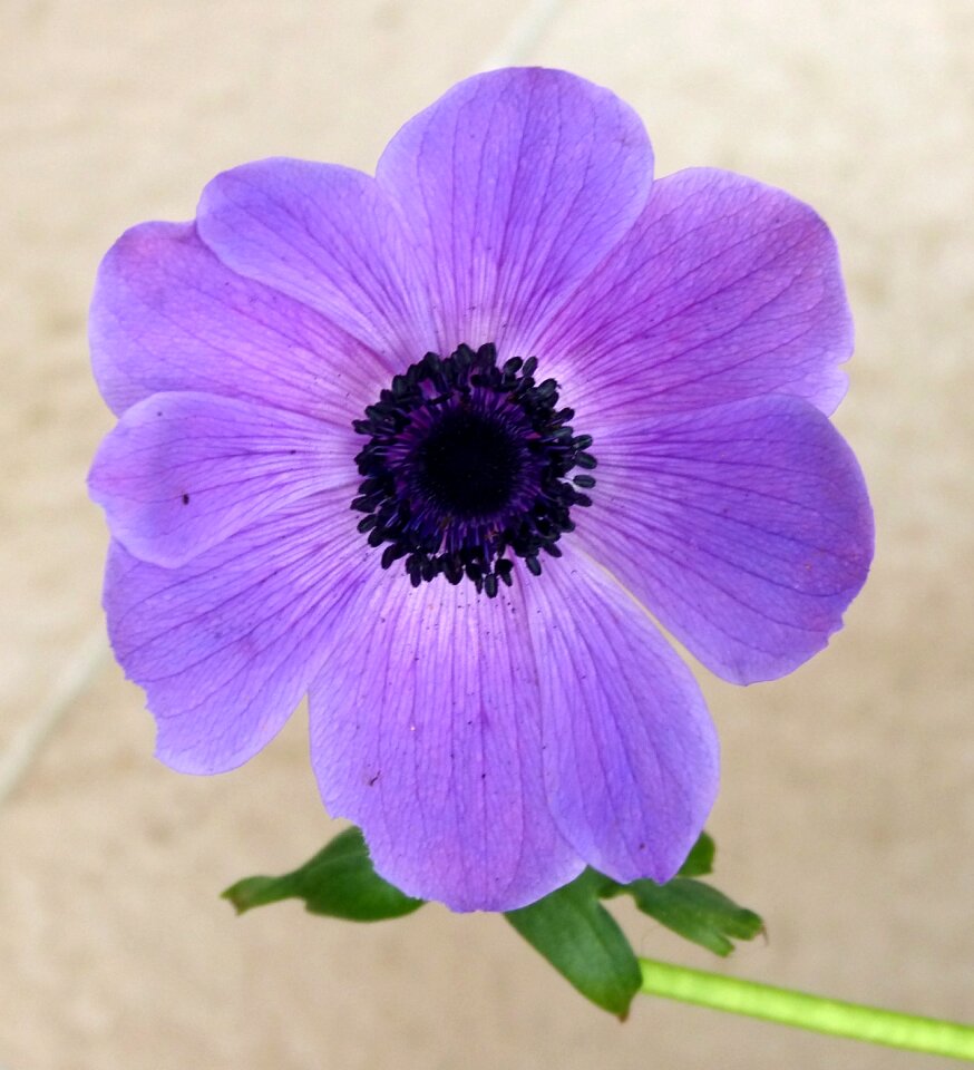 Purple flower plant flower purple