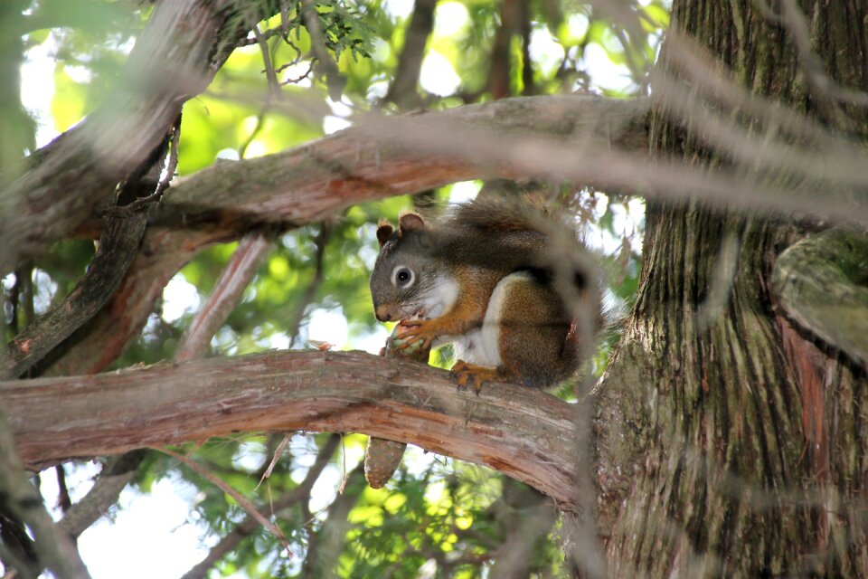 Animal wild mammal