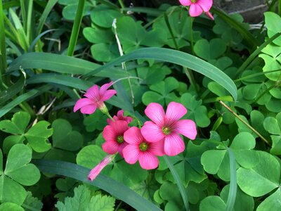 Plant wildlife wild flora wild flowers photo