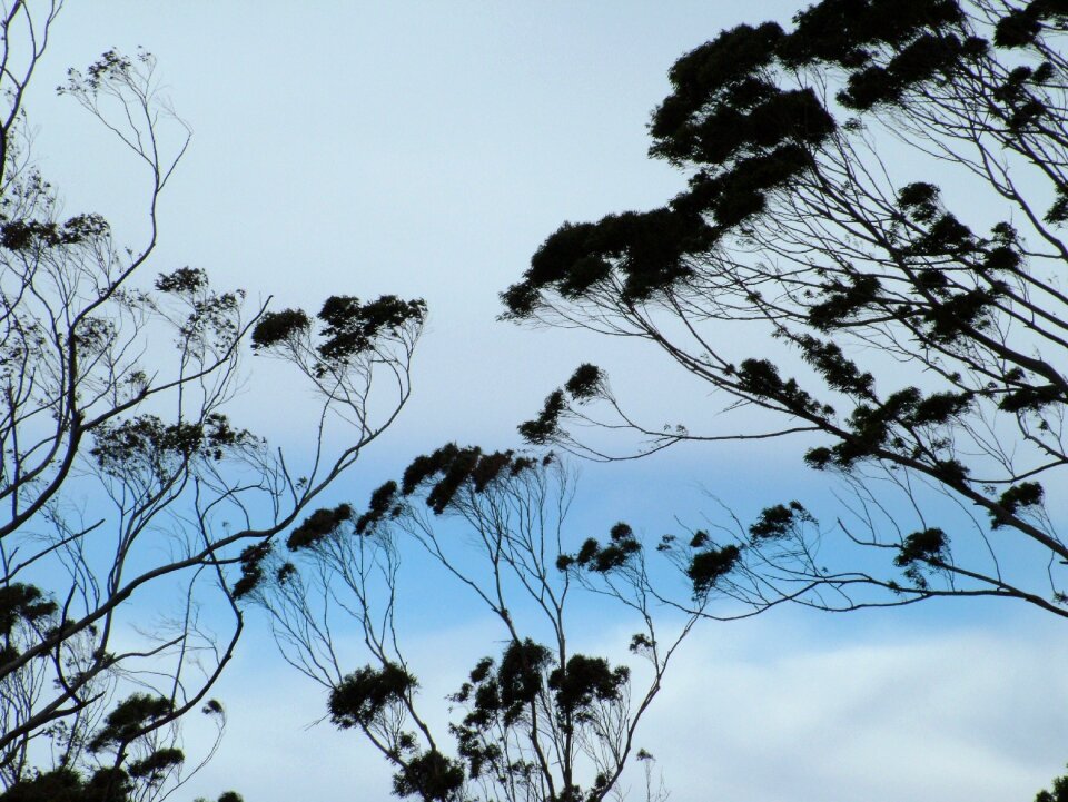 Forest scene plant