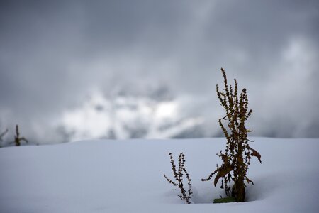 Cold autumn nature