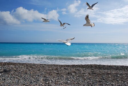 Gulls vacation wave photo