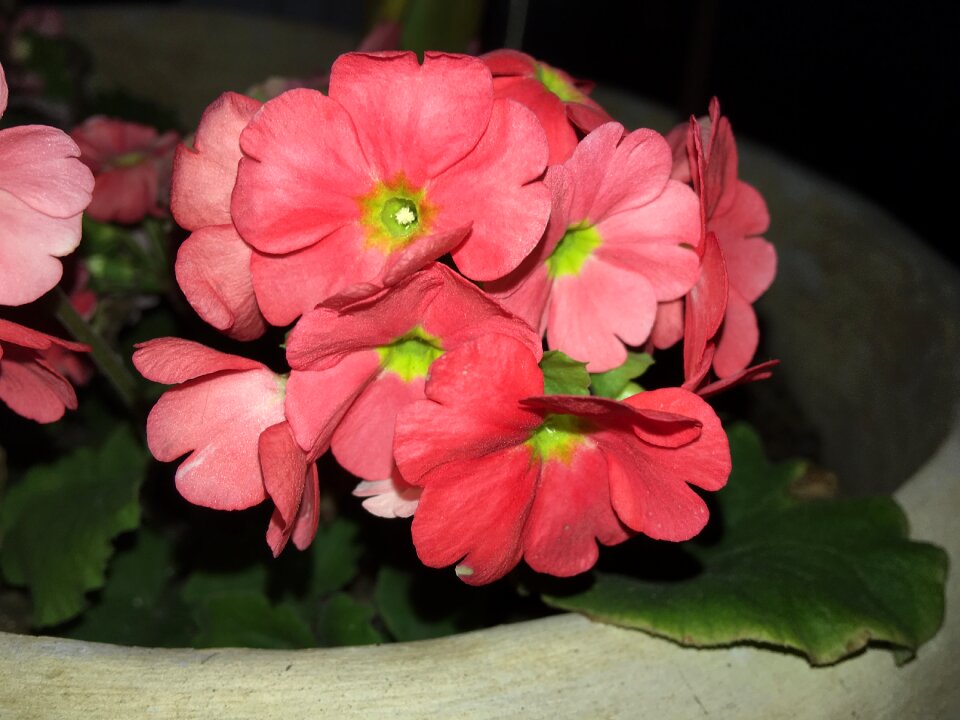 Nature flowers garden