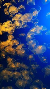 Jelly aquarium animal