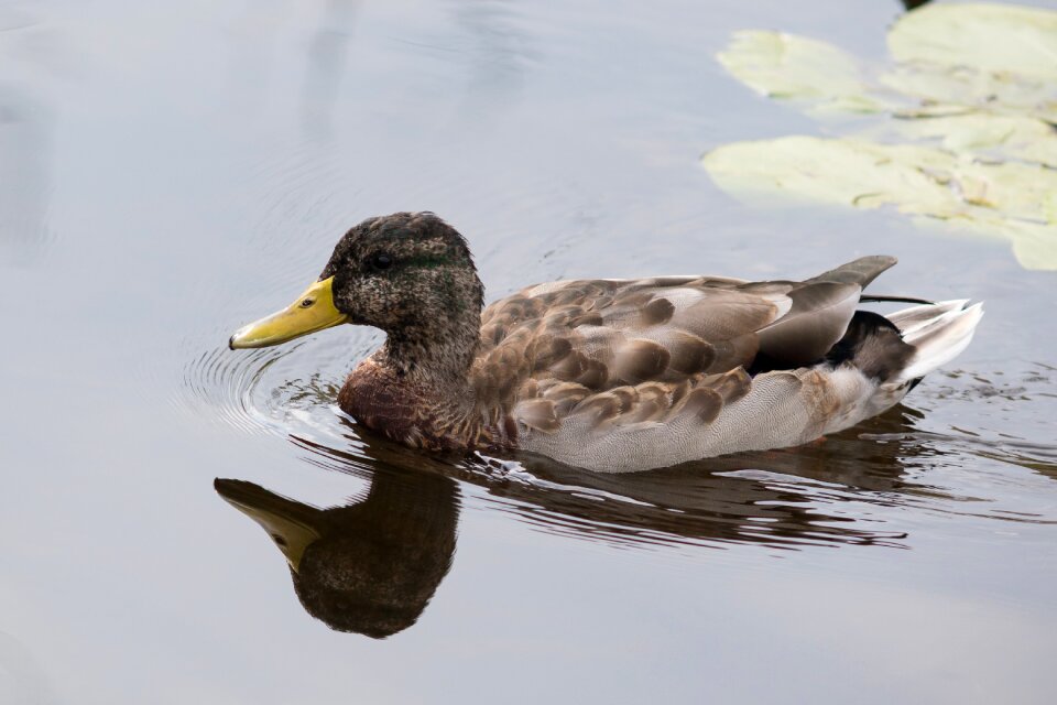 Plumage water feather
