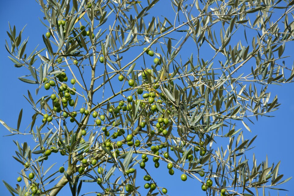 Green olives sky blue decorative garden