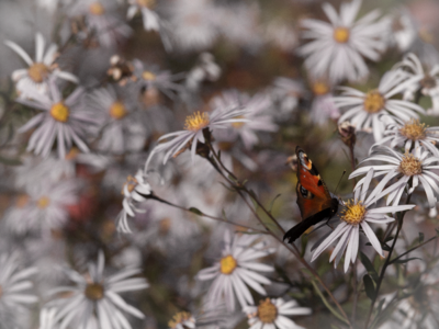 Insect flowers nature