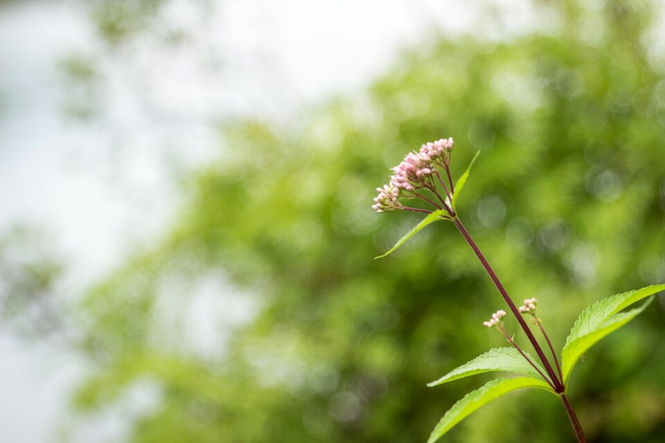 Spring bloom green