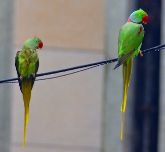 Parakeets drizzling