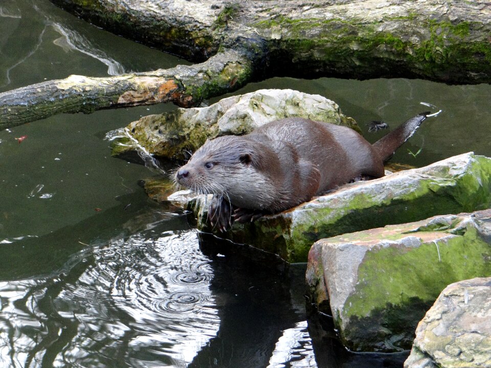 Animal nature water