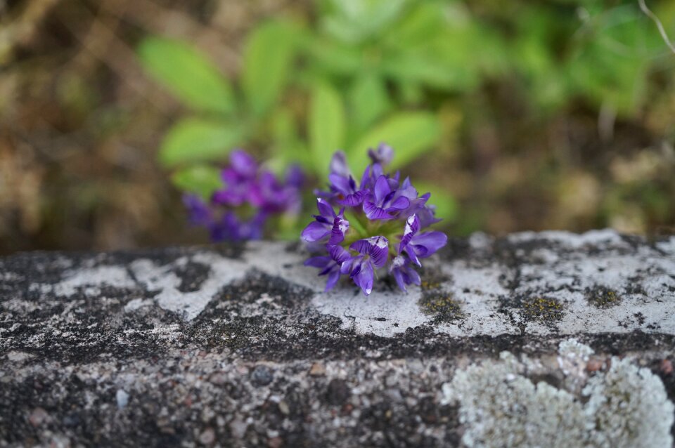 Purple macro close up