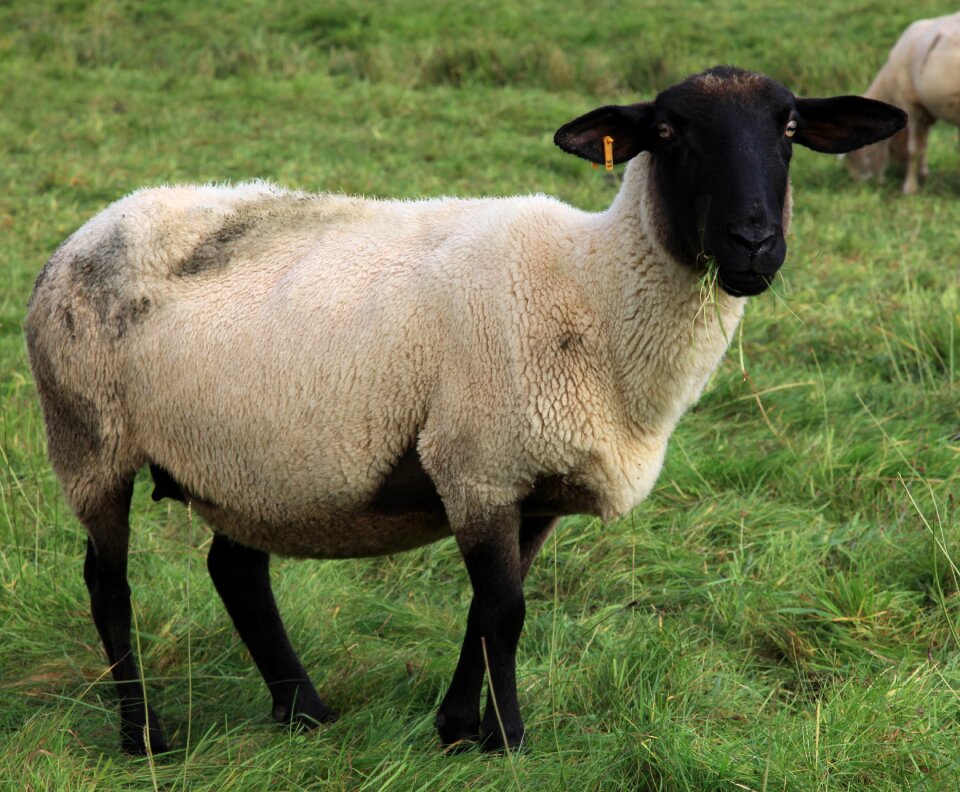 Animal animals agriculture