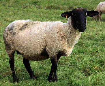 Animal animals agriculture