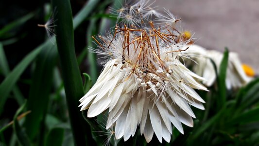 Summer plant blooms