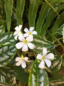 Wild flower flowers