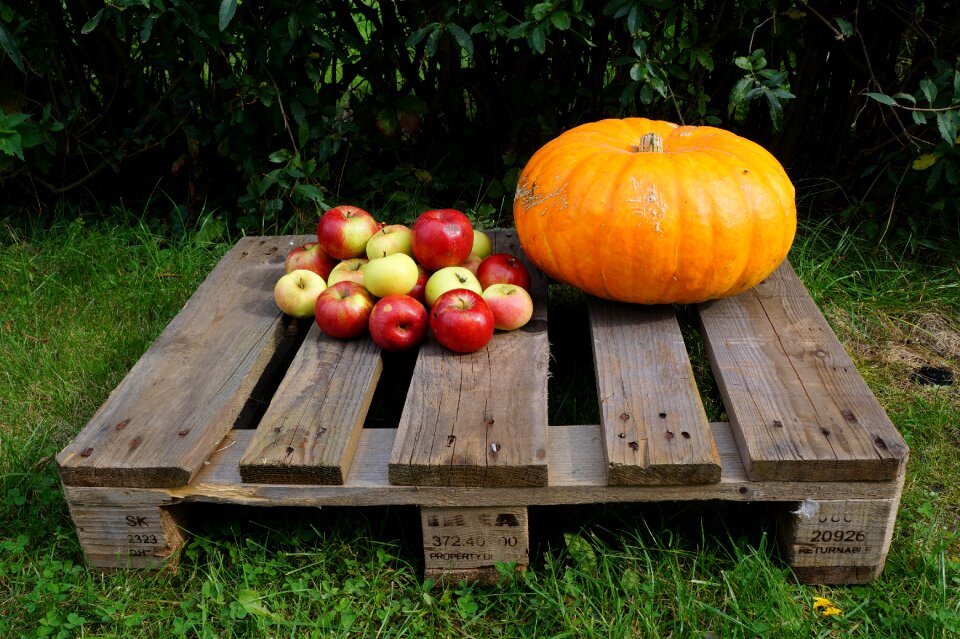 Halloween harvest agriculture