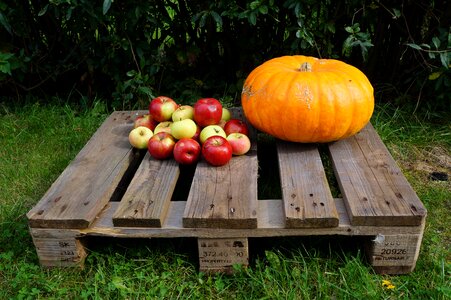 Halloween harvest agriculture