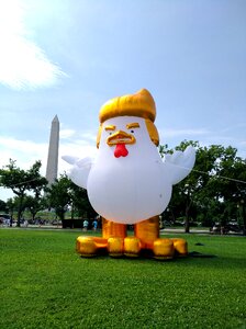 District of columbia donny the chicken donald trump