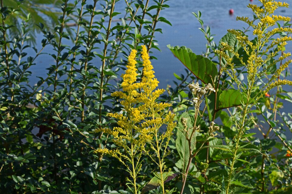Bloom plant summer